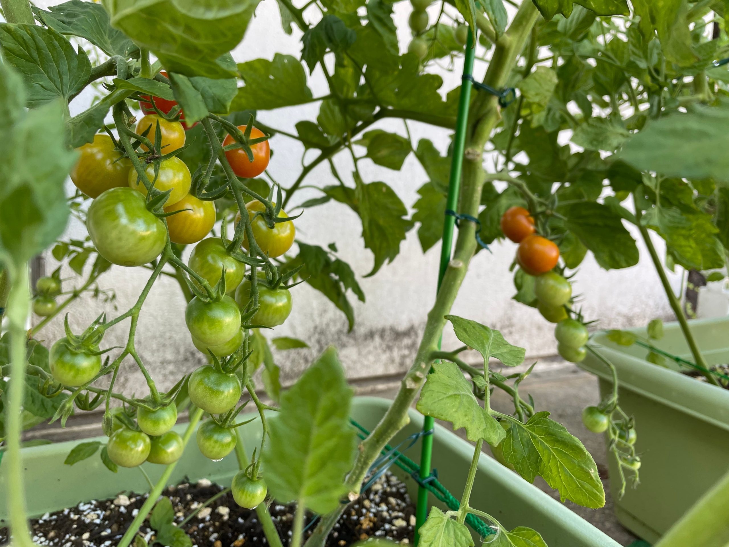ミニトマトの植え方とコツ、育て方