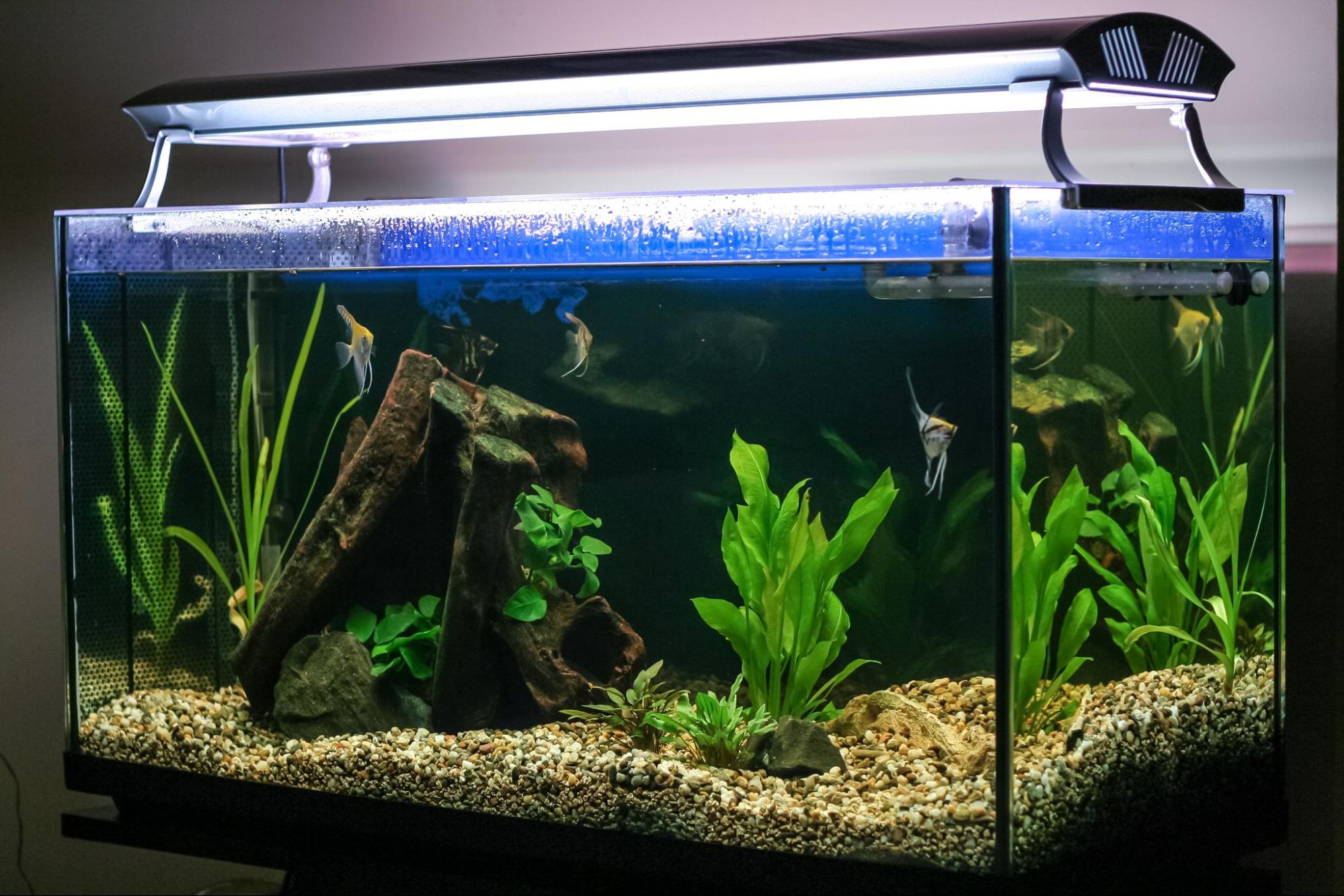 初心者向け】熱帯魚を飼う前に準備するもの8選 | コーナンTips