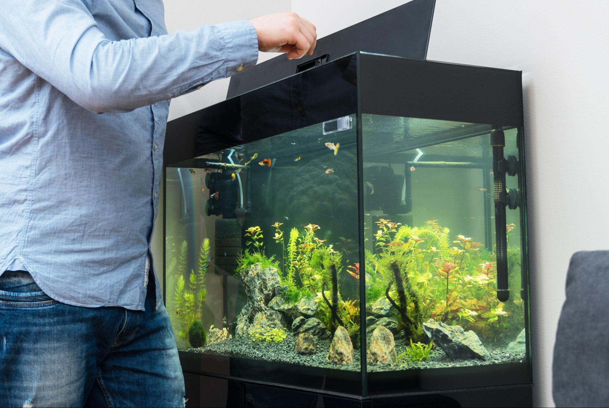初心者向け】熱帯魚を飼う前に準備するもの8選 | コーナンTips