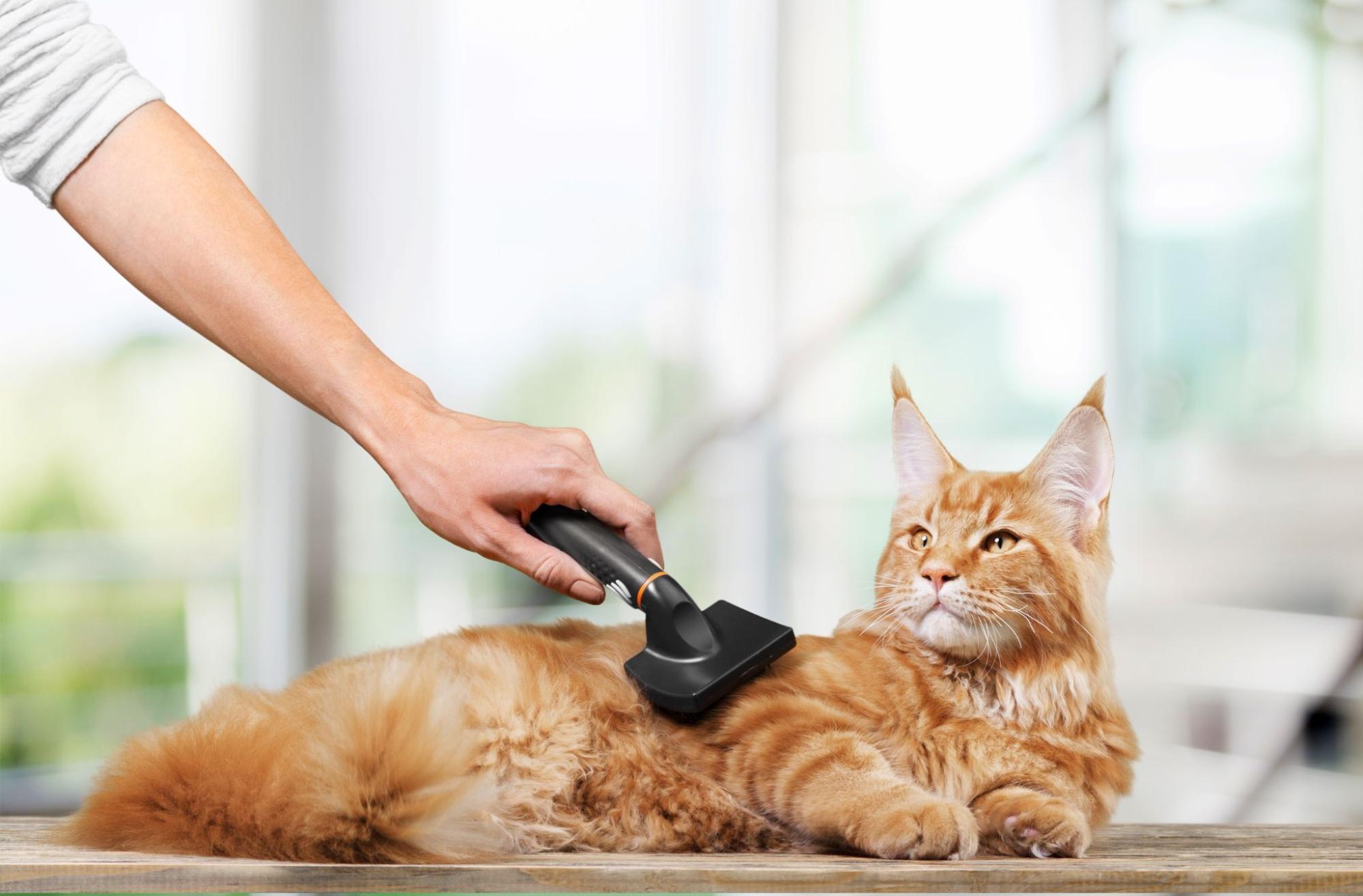 猫蚤取 – 猫ノミ 駆除 効果 | 【獣医師監修】猫のノミ対策 寄生原因、症状、対策 – TDJM