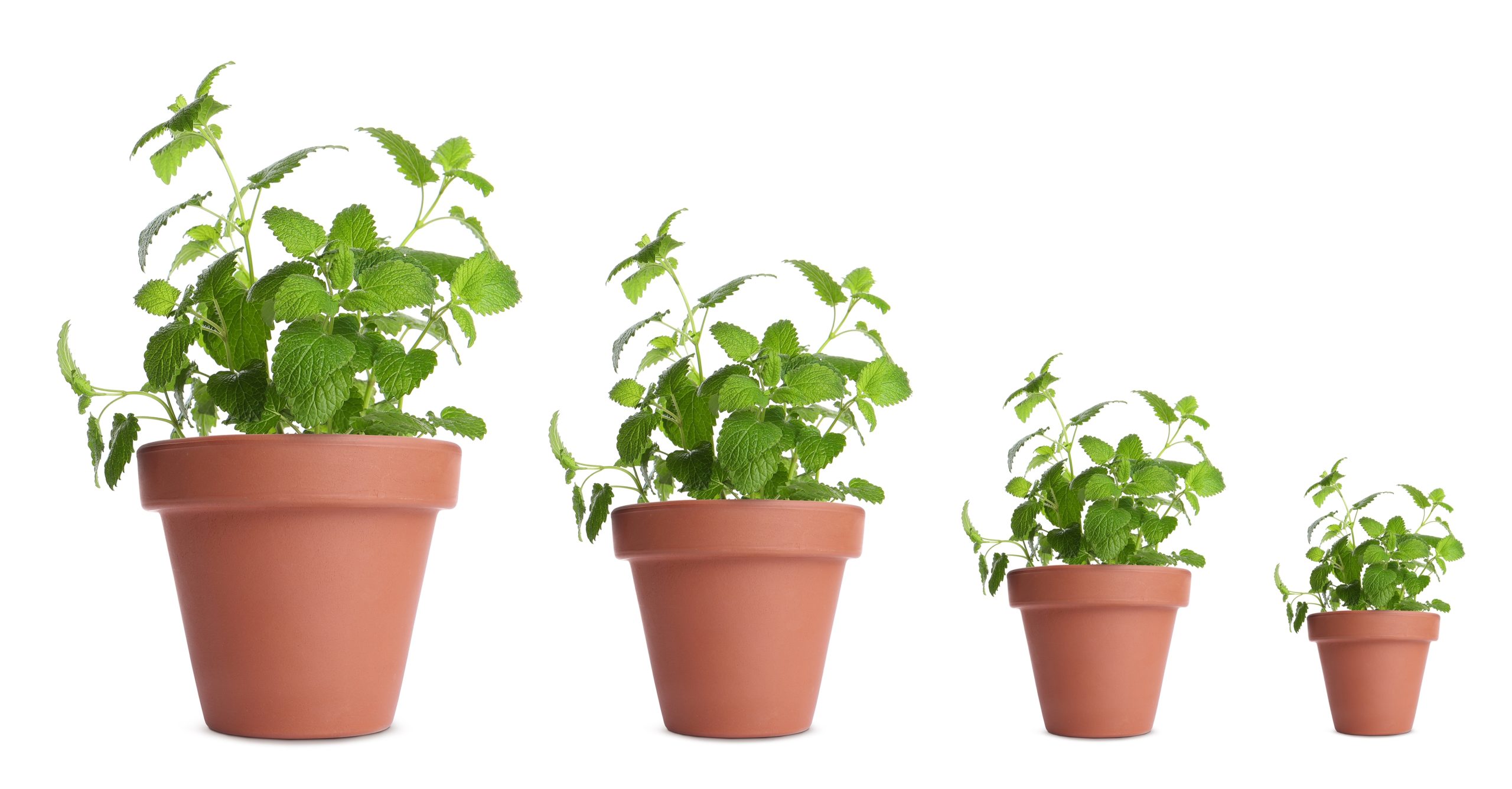 植木鉢のサイズ選択に困ったら｜号数の見分けと適したサイズの測り方 | コーナンTips
