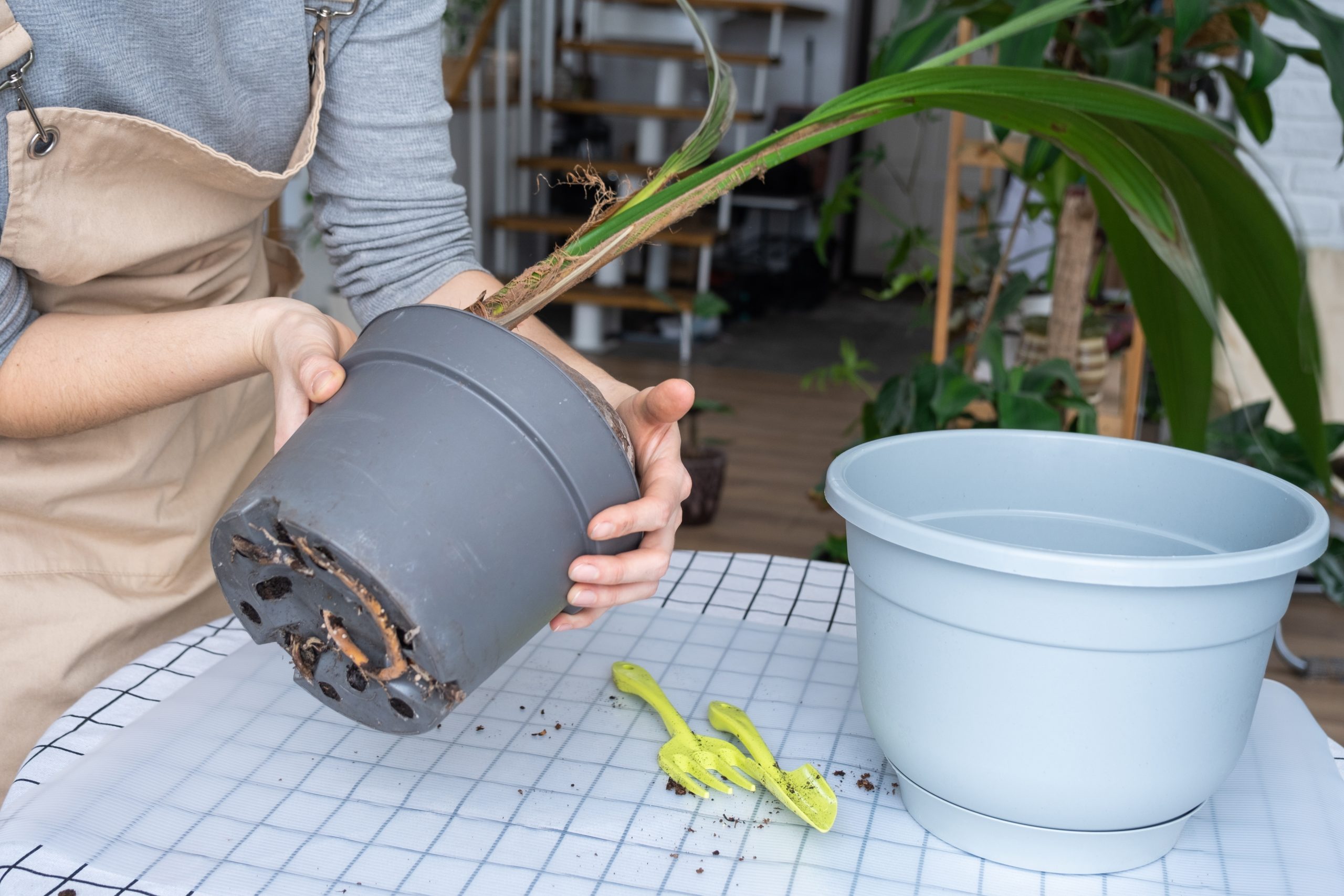 植木鉢のサイズ選択に困ったら｜号数の見分けと適したサイズの測り方 | コーナンTips