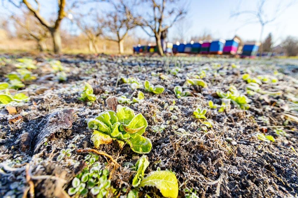 霜が降りている土と野菜の画像