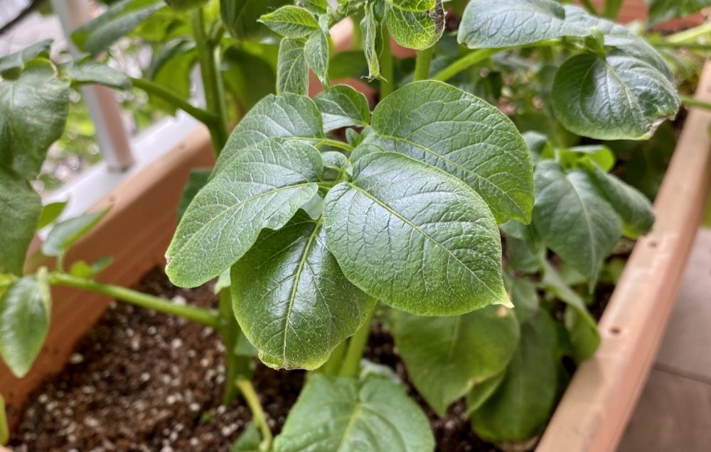 プランターで栽培しているじゃがいもの苗