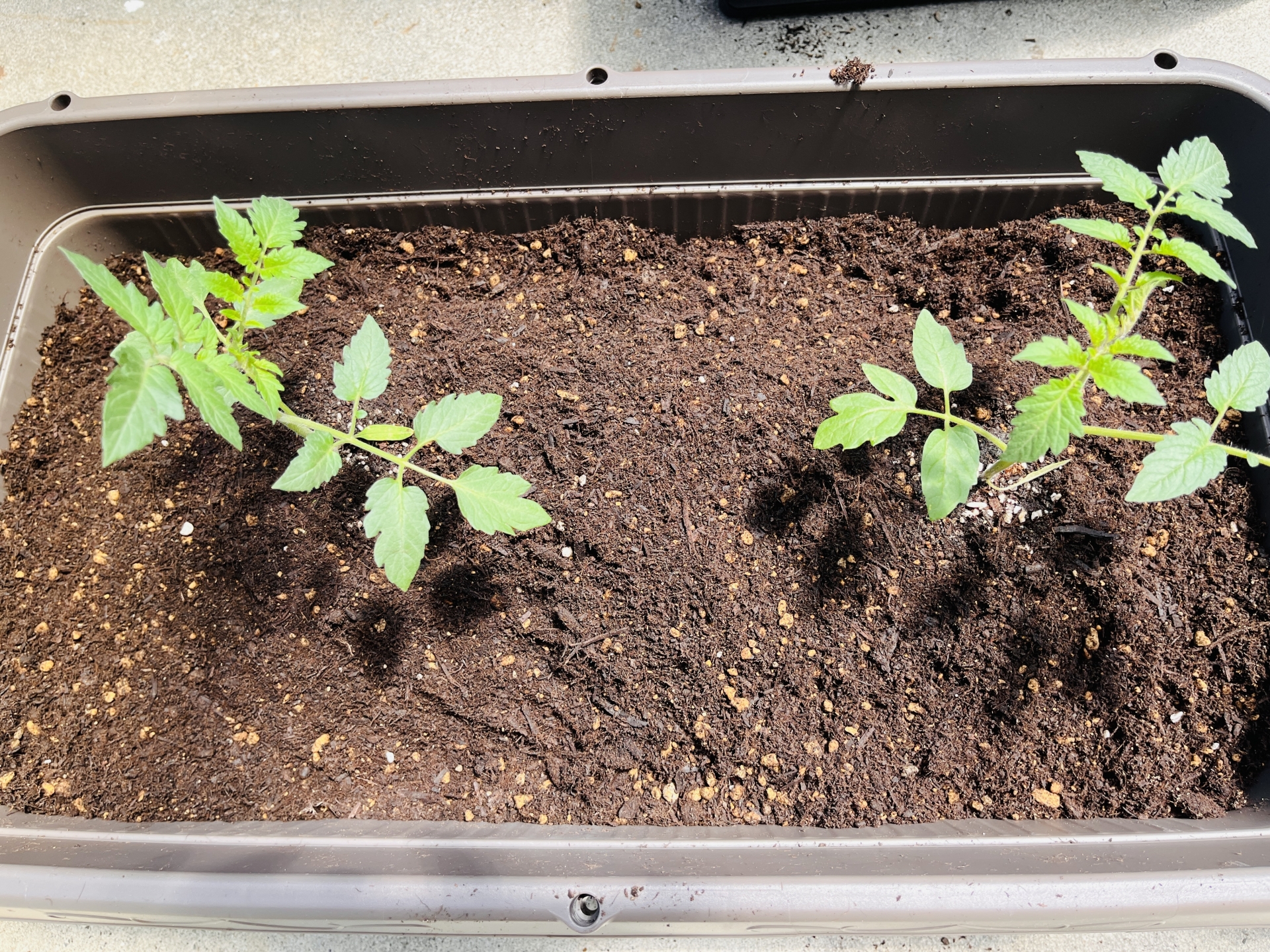 プランターに植えられたミニトマトの苗