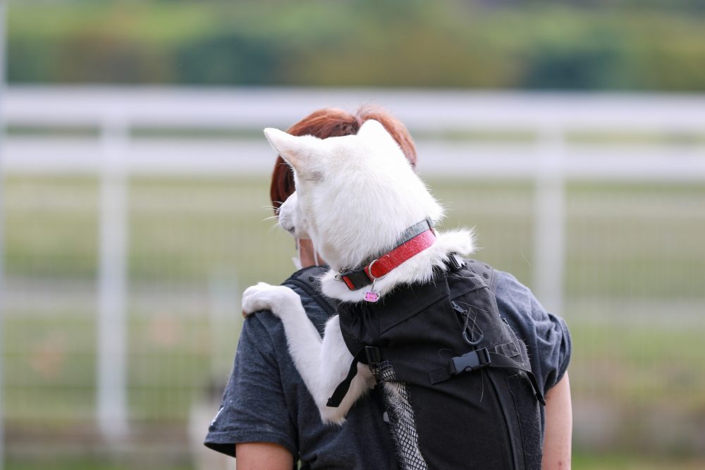 おんぶされて避難している犬