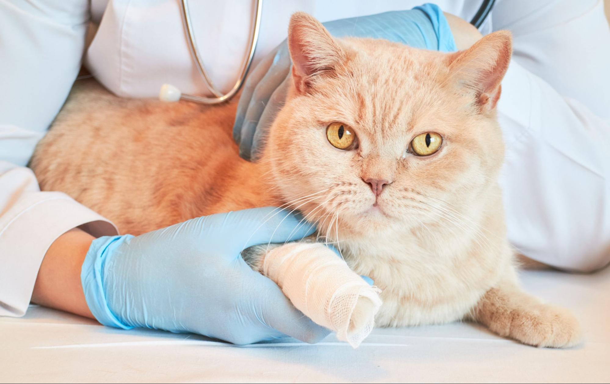 猫のノミ取りは動物病院が安心