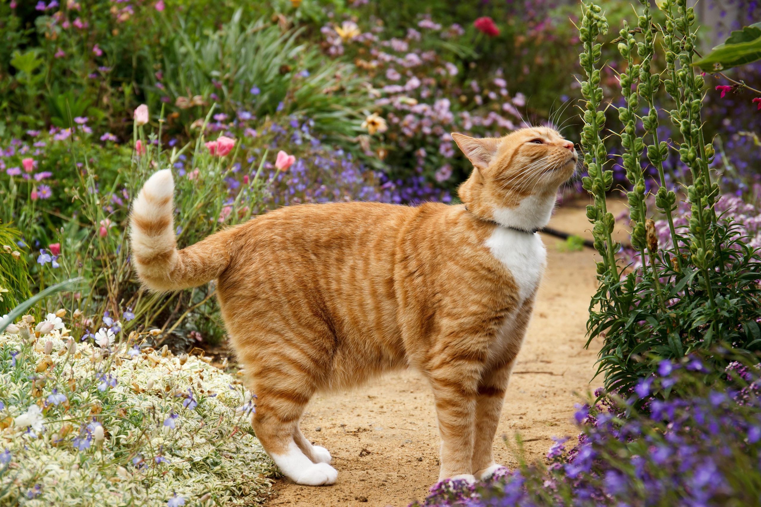 家庭菜園などに猫が！猫が畑などを好む理由