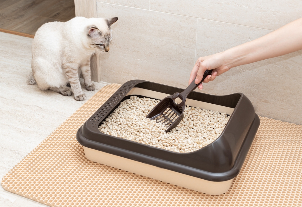 猫砂の種類を変える方法