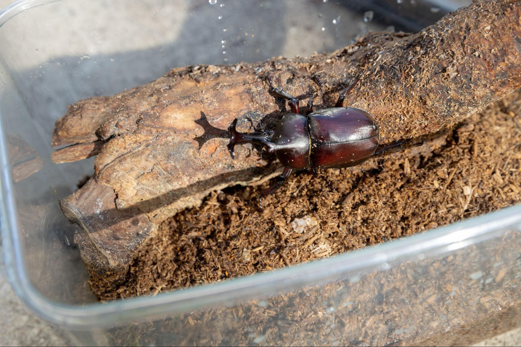 カブトムシ の 飼育