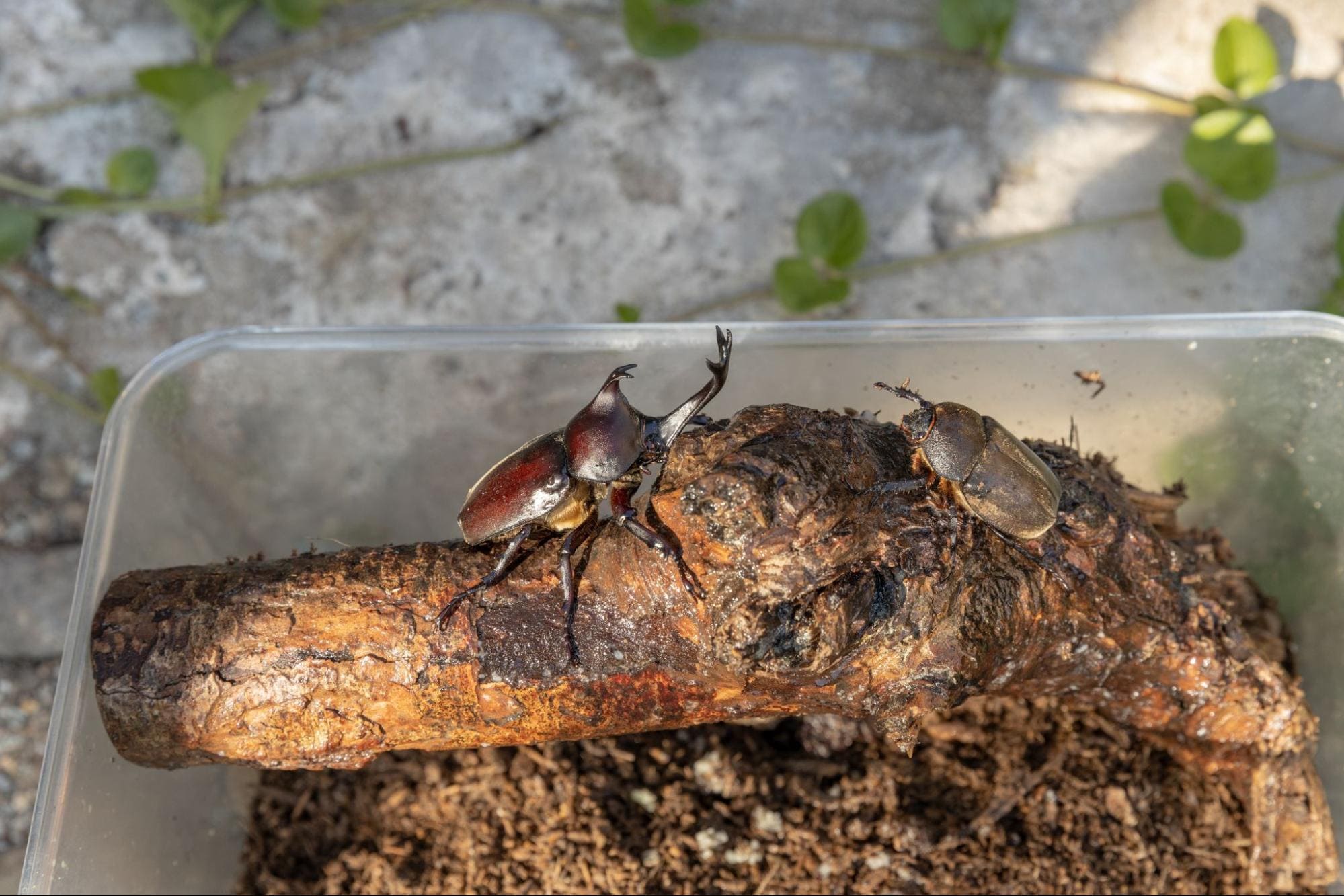 カブトムシ の 飼育