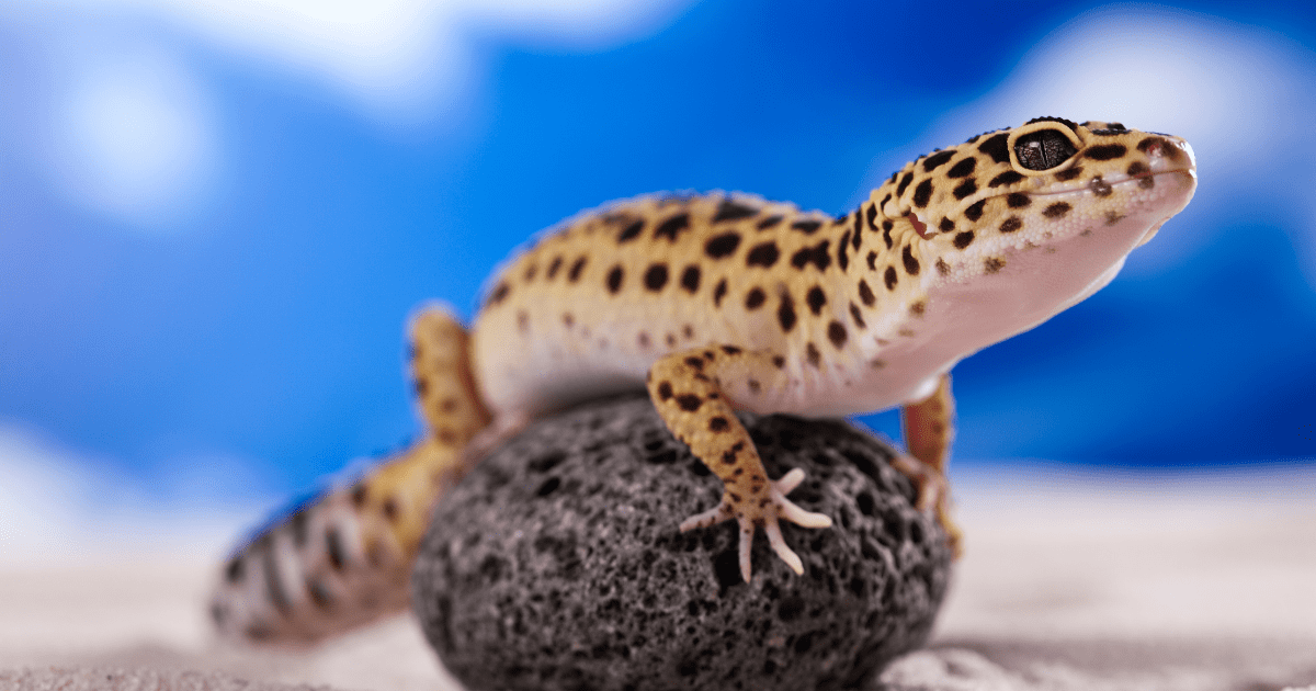 初心者でも飼いやすいトカゲの種類7選！基礎知識と入手方法も解説 