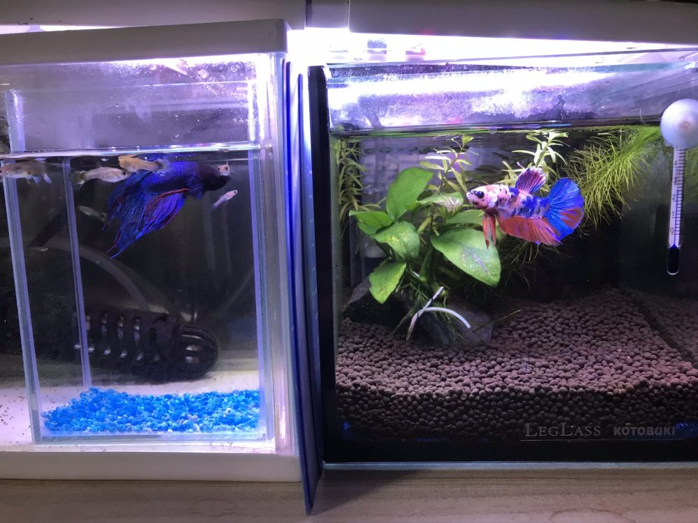 水槽を分けて飼育されているベタ