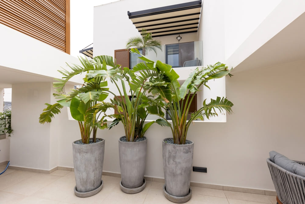 深鉢に植えられた大きな観葉植物の画像