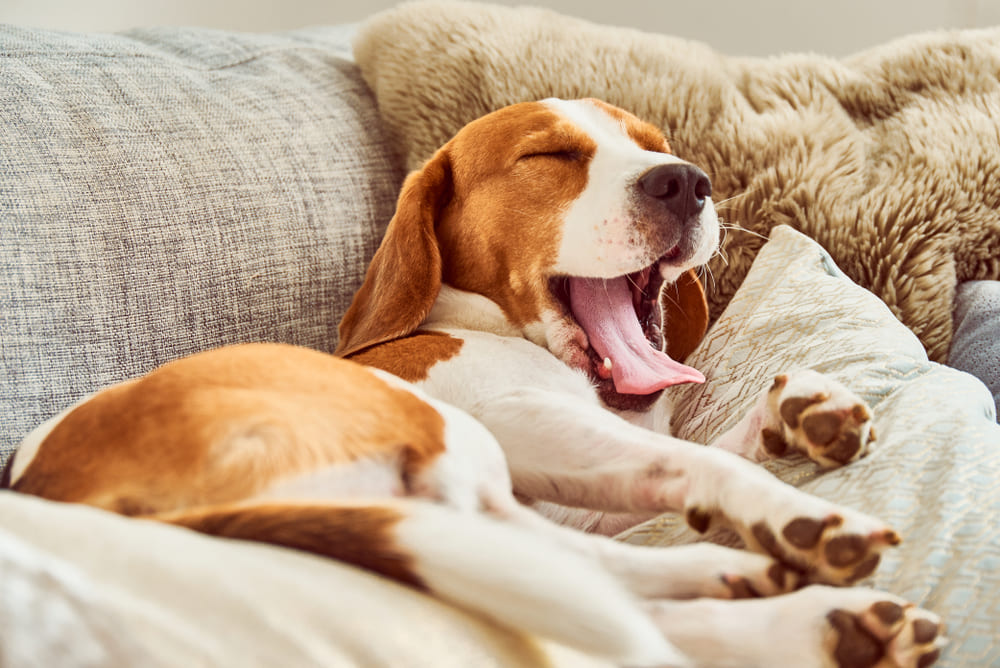 犬があくびするのはどんな時？