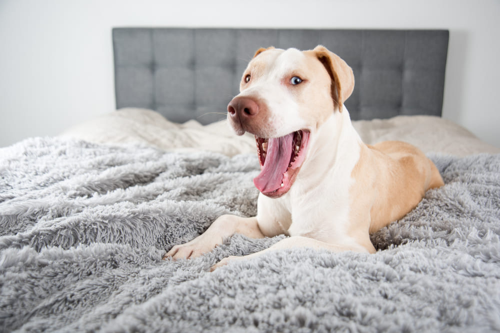 犬があくびをする理由を知って正しく対処しよう