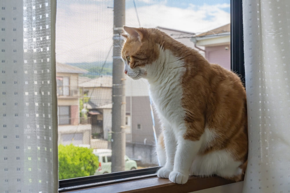 窓に設置できる猫の脱走防止対策