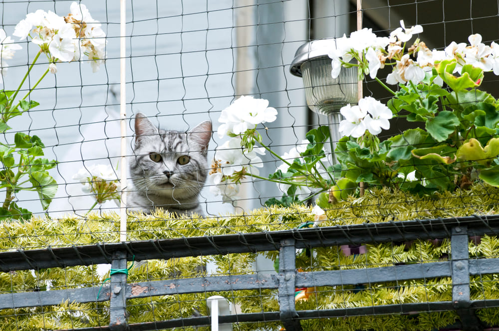 ベランダでの猫の脱走防止と安全対策