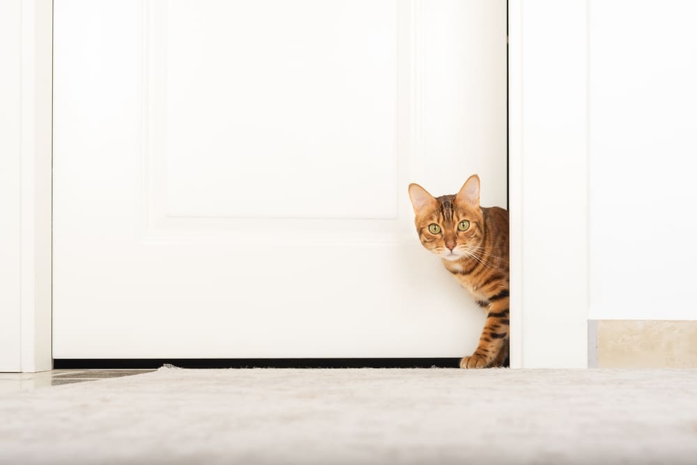 猫の脱走防止対策はホームセンターのアイテムで対応可能