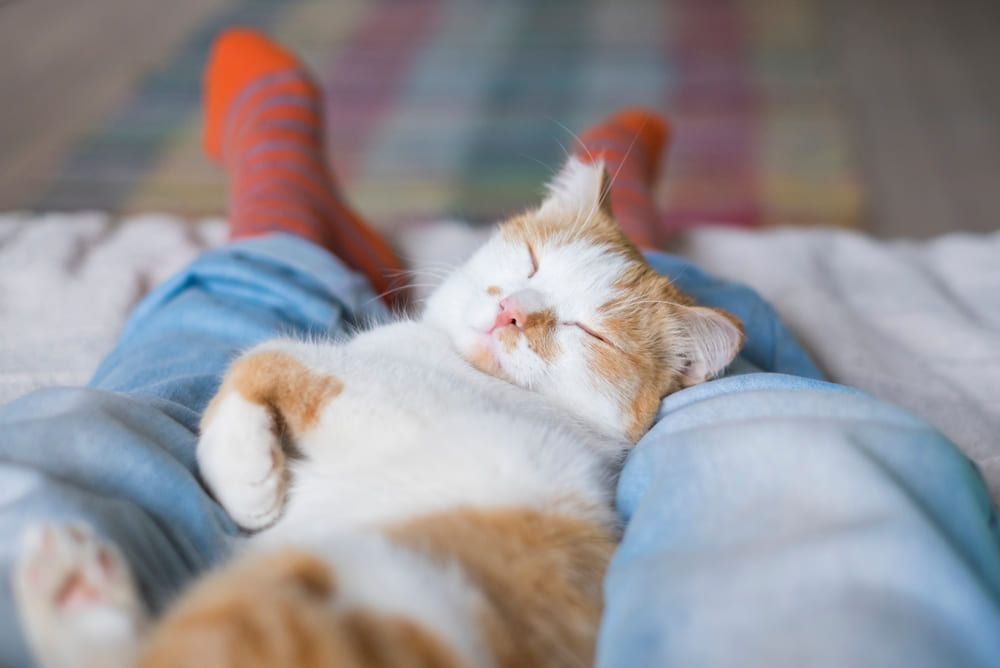 猫が膝の上で寝るのはなぜ？考えられる4つの理由