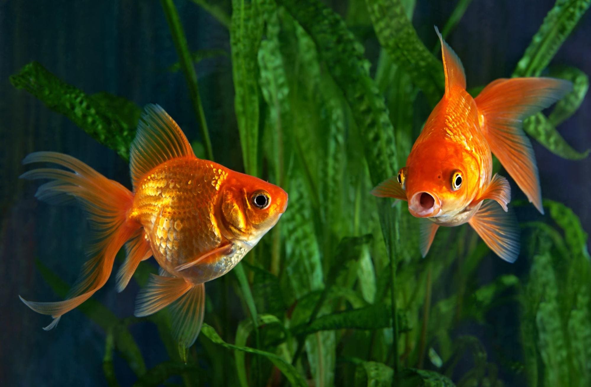 金魚の平均寿命は10年から15年ほど