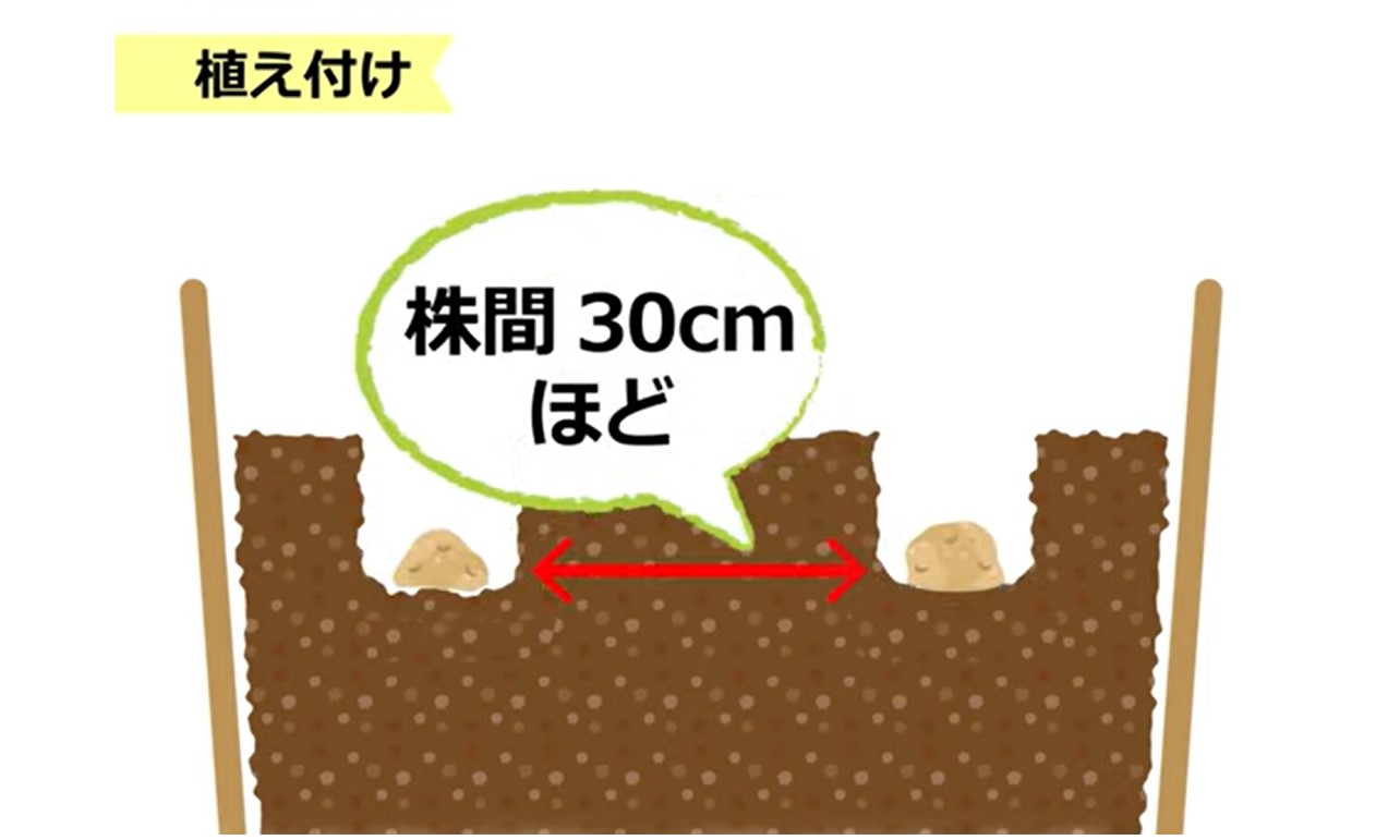 じゃがいも 植え 方