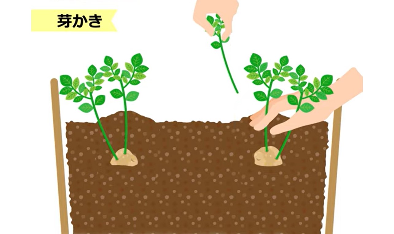 じゃがいも の 栽培 方法