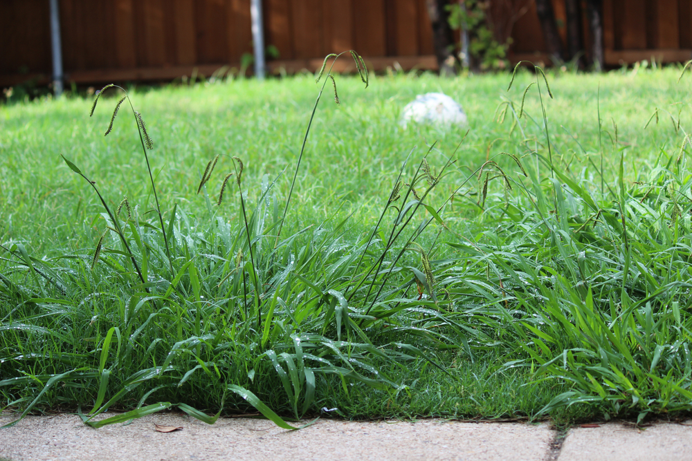 庭の雑草対策で生えにくくする防草方法