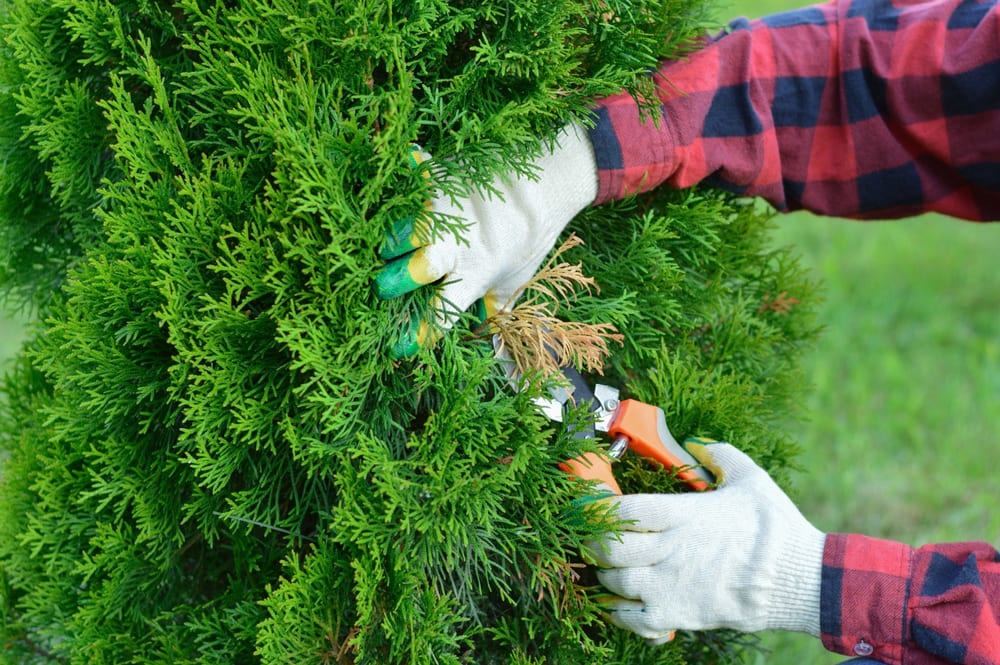 植木の剪定は自分でできる!切る枝の見分け方と時期について初心者向けに解説 | コーナンTips