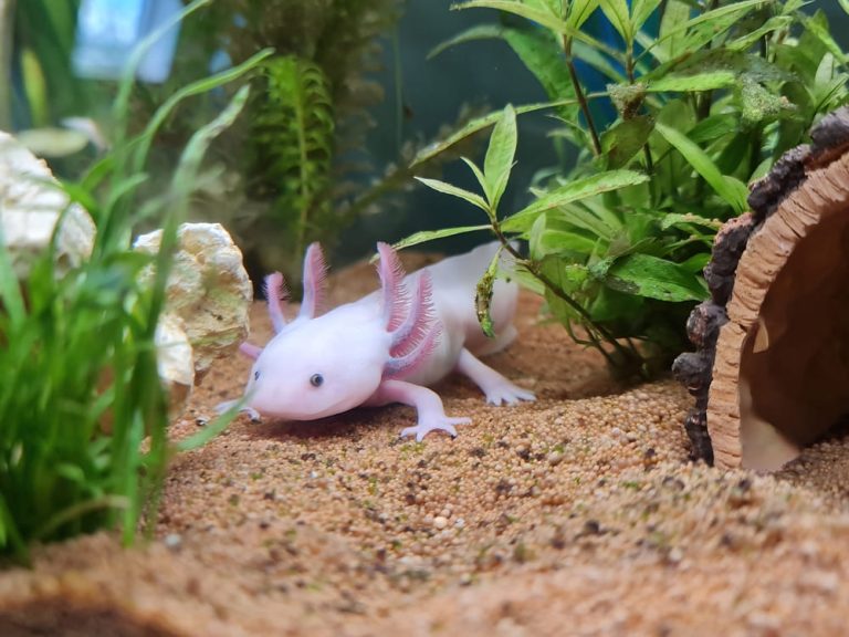 ウーパールーパーの飼い方｜色の種類と初心者向けの飼育方法を紹介 | コーナンTips