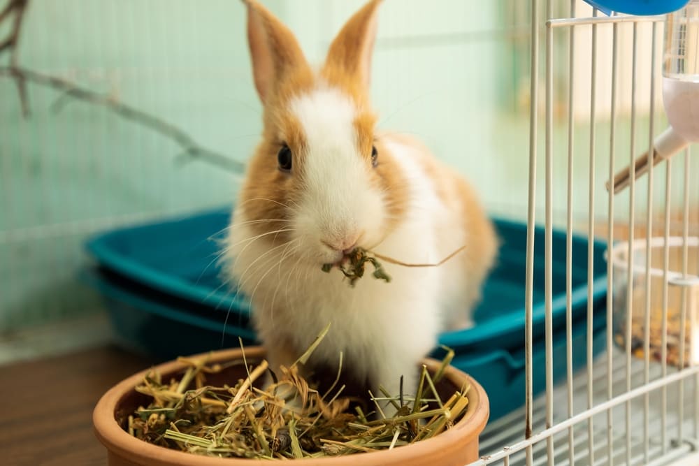 うさぎの飼い方と注意点｜必要なものや飼育のポイントを初心者向けに 
