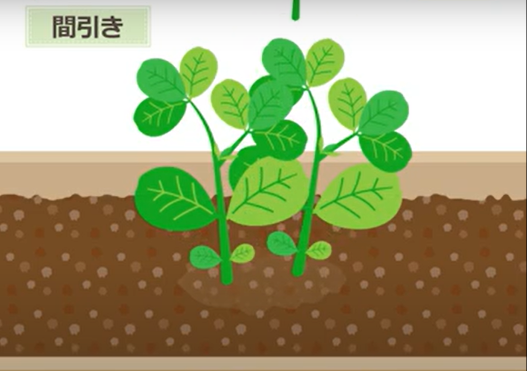枝豆の育て方を初心者向けに徹底解説！おいしく育てるためのポイントは？ | コーナンTips