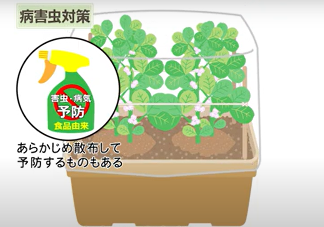 枝豆 育て方 初心者