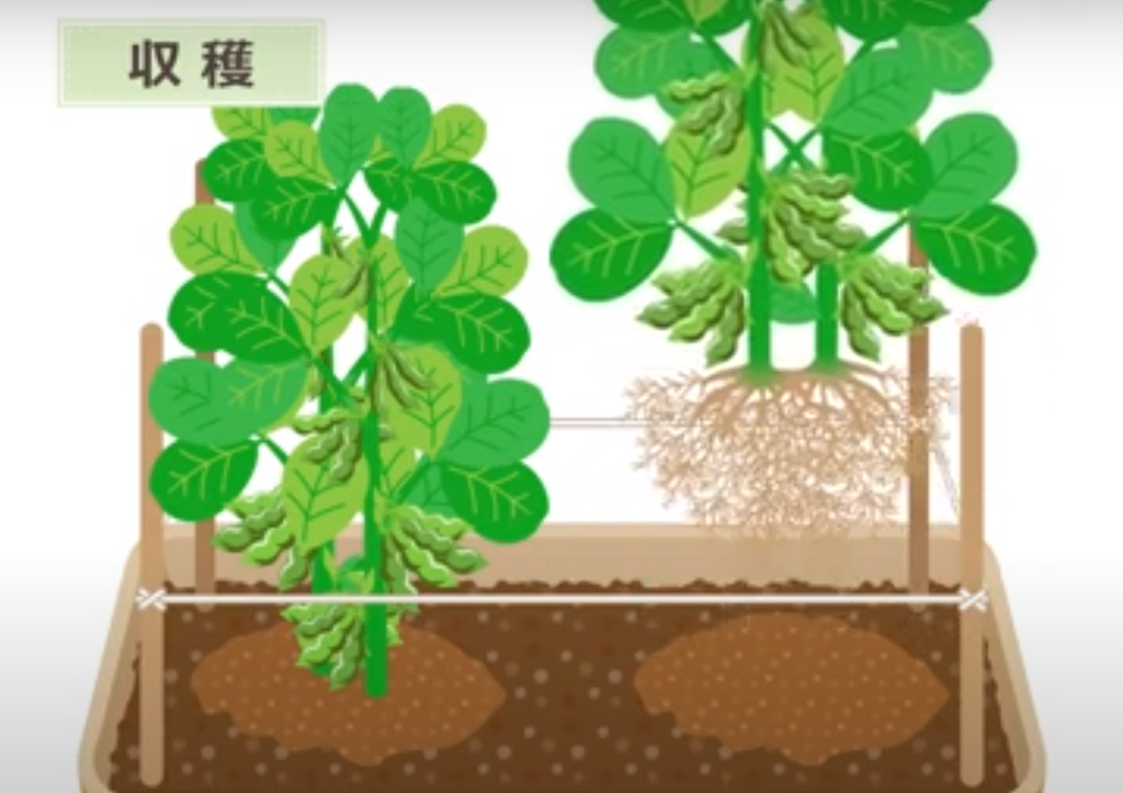 枝豆の育て方を初心者向けに徹底解説！おいしく育てるためのポイントは？ | コーナンTips