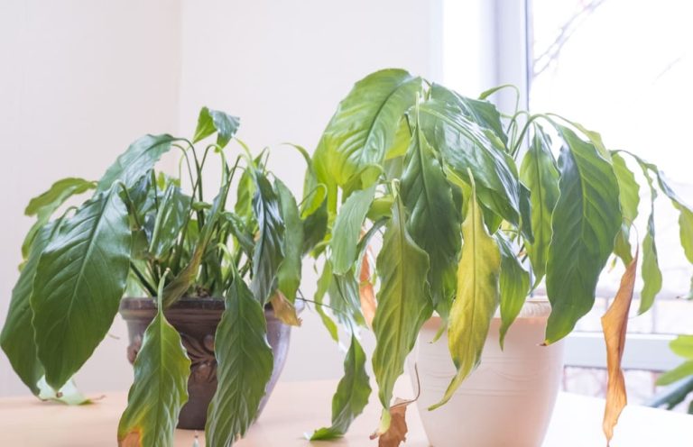 観葉植物が枯れる原因と対処法|弱った状態から復活させる方法を解説 | コーナンTips
