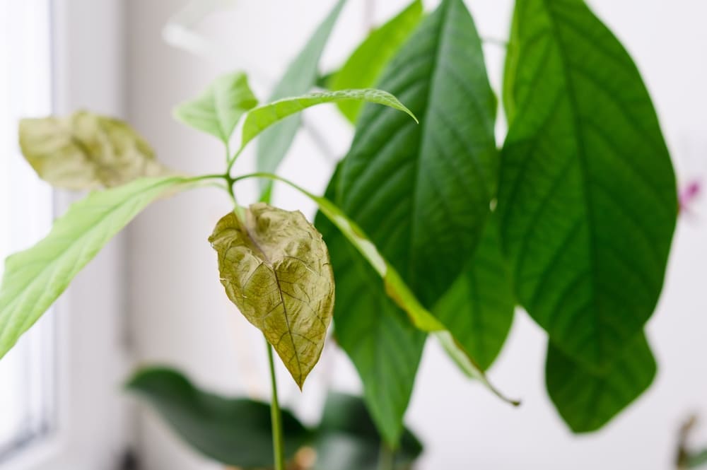 観葉植物が枯れる原因と対処法|弱った状態から復活させる方法を解説 | コーナンTips