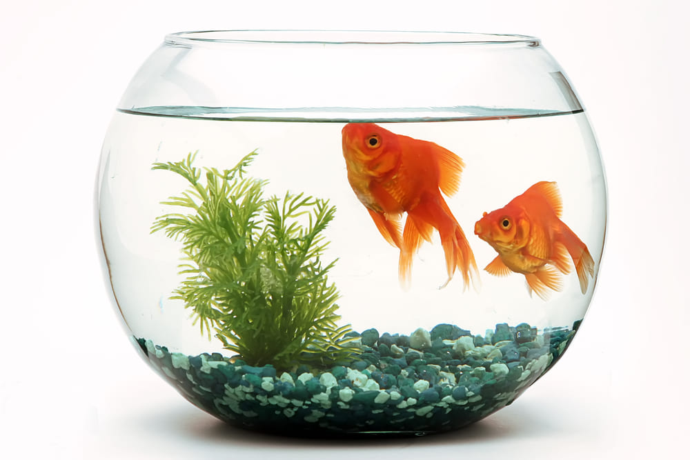 金魚の飼い方｜水槽に必要なものと設置方法を初心者向けに解説 ...