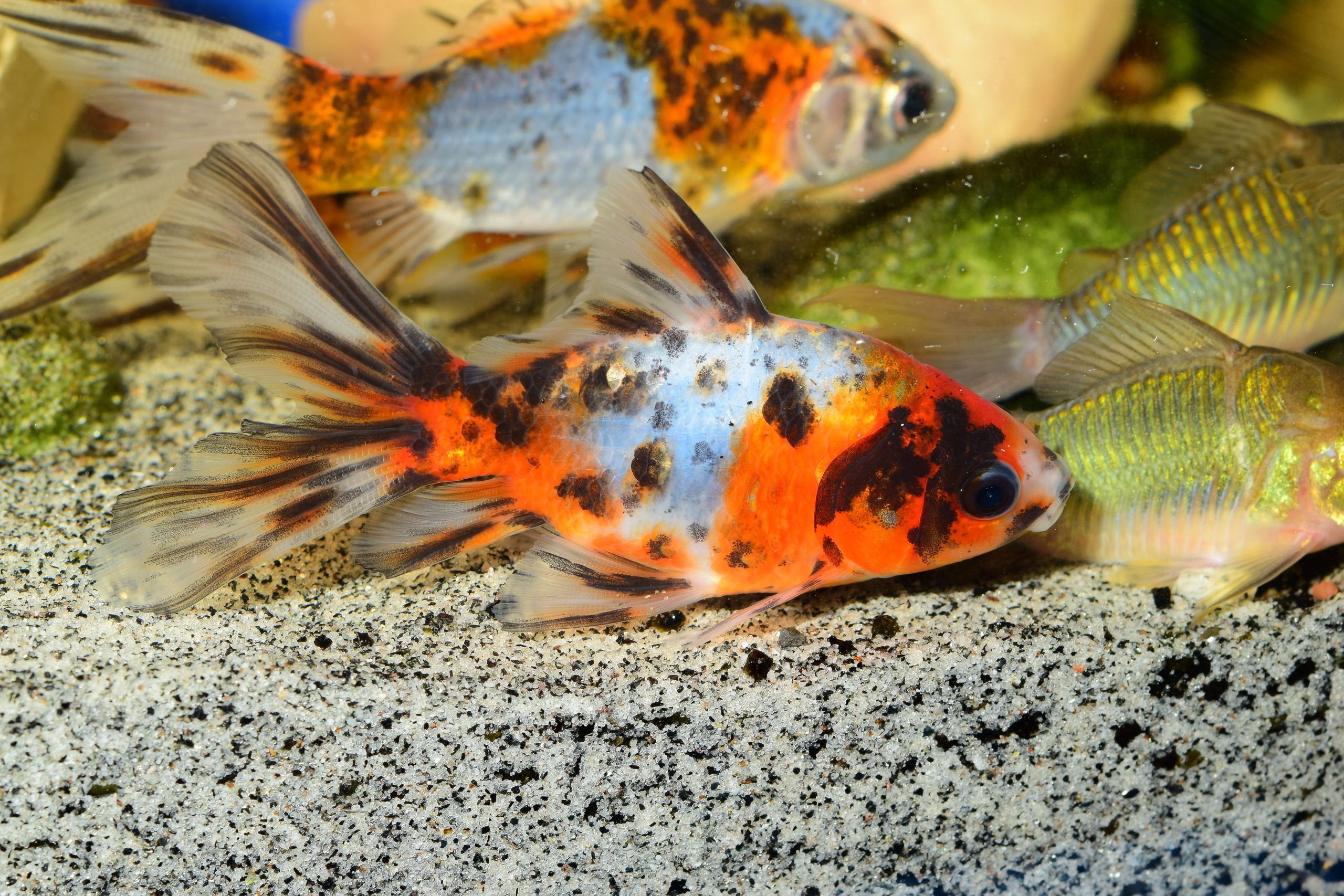金魚の飼い方｜水槽に必要なものと設置方法を初心者向けに解説 