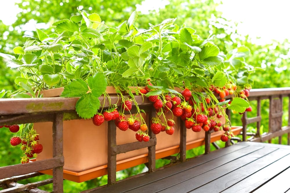 【初心者向け】イチゴの育て方｜プランターでの栽培方法と苗作りのコツ