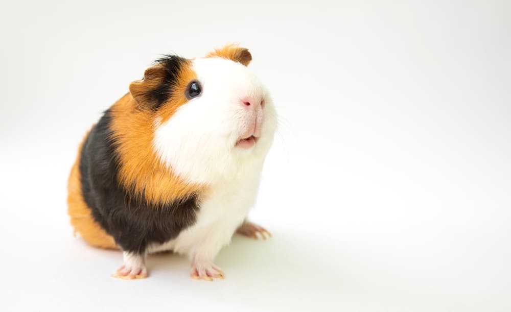 初心者向け】モルモットの飼い方｜飼育に必要なものと注意点について ...
