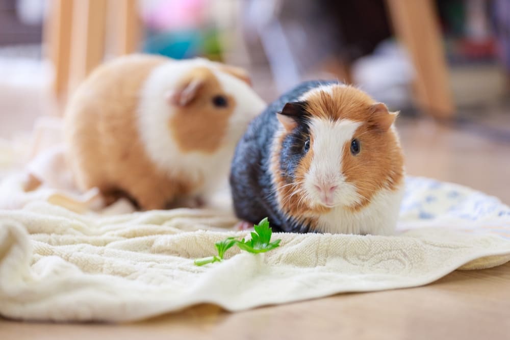 初心者向け】モルモットの飼い方｜飼育に必要なものと注意点について ...