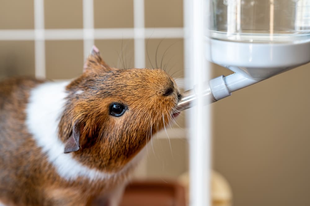 【初心者向け】モルモットの飼い方｜飼育に必要なものと注意点について | コーナンTips
