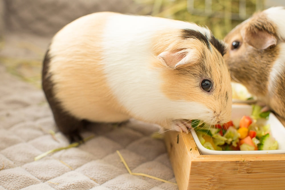 【初心者向け】モルモットの飼い方｜飼育に必要なものと注意点について | コーナンTips