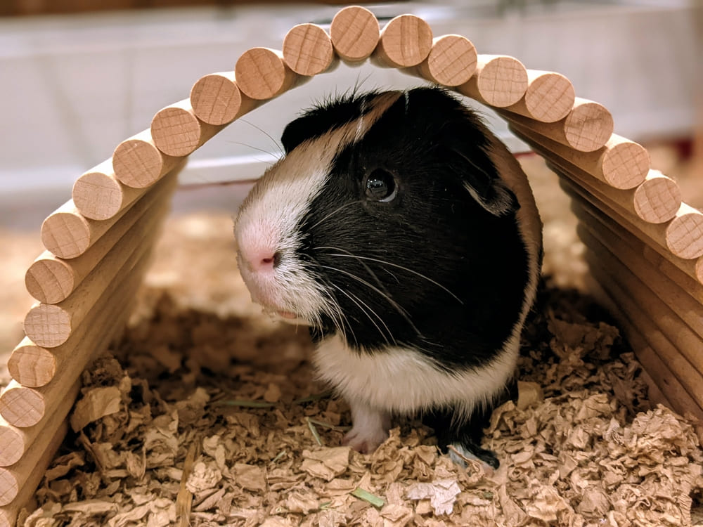 【初心者向け】モルモットの飼い方｜飼育に必要なものと注意点について | コーナンTips