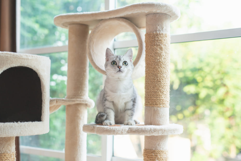 キャットタワーに乗る子猫