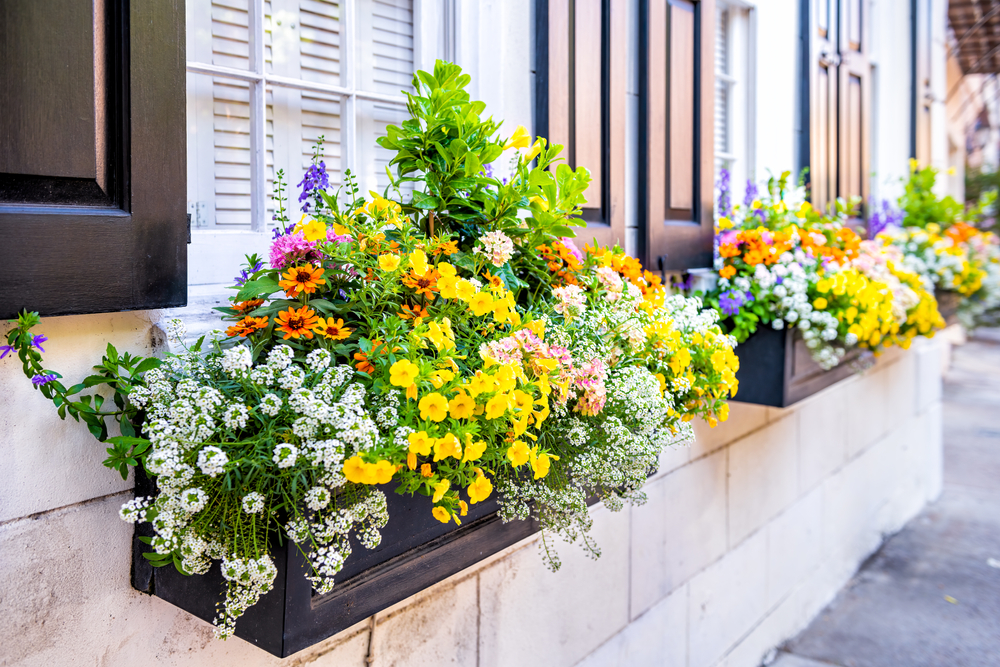春の寄せ植えにおすすめの花・リーフプランツ15選｜おしゃれに作る 
