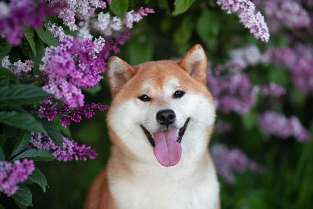 獣医師監修】柴犬の特徴｜性格やしつけ方など飼うために必要な知識を  