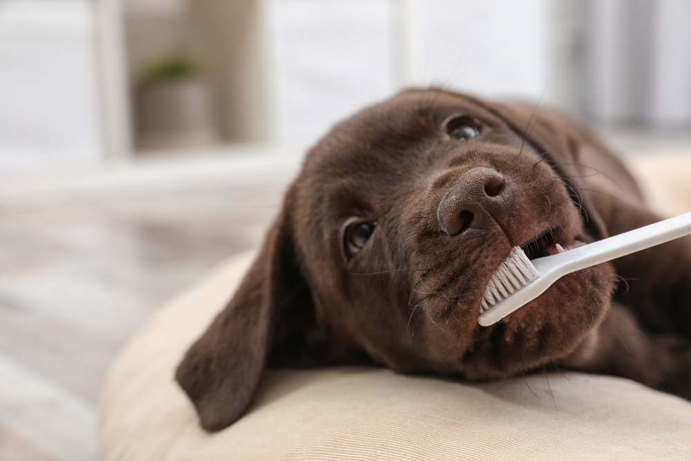 犬の歯磨きの頻度は毎日が理想