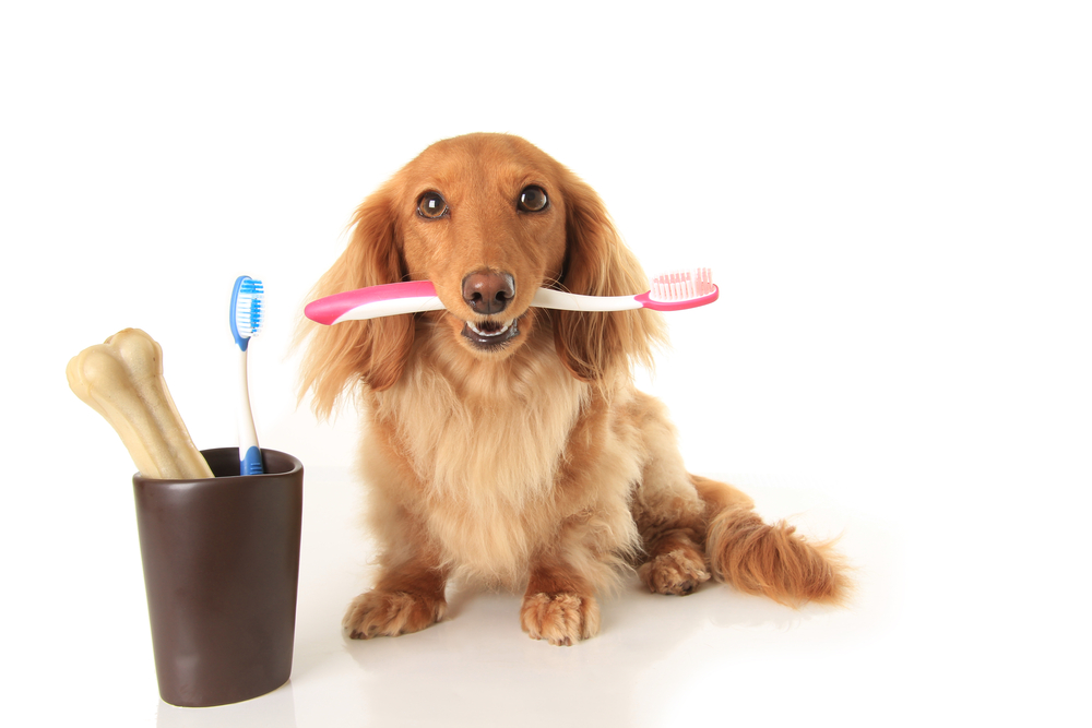 犬の歯ブラシの選び方
