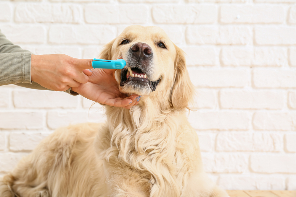 犬を歯磨きに慣れさせる方法